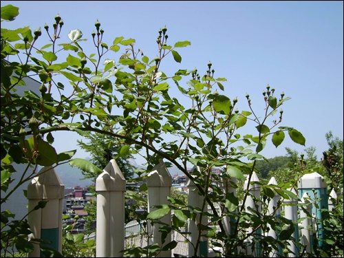 아파트 울타리에서 꽃봉오리를 곧 터트릴 것 같은 장미 덩굴 